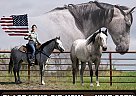 Quarter Horse - Horse for Sale in Libson, IA 52253