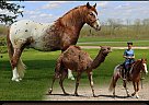 Quarter Pony - Horse for Sale in Shipshewana, IN 46565
