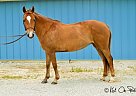 Must go ASAP: 13.2hh, 6YO Welsh-... Pony Mare
