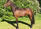 Breathtaking Friesian/Warmblood ... Warmblood Mare