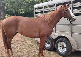 Quarter Horse (Quarter Horse, Mare) in Ashland, AL