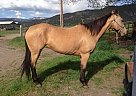 Quarter Horse - Horse for Sale in Ridgway, CO 81432