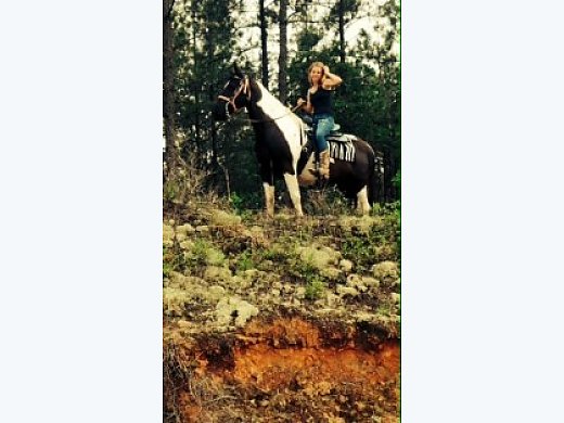 Beautiful Mare for Sale Make Offer