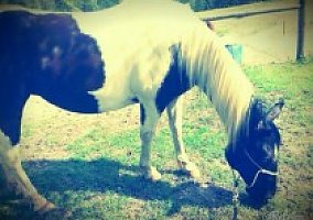 Quarter Horse (Quarter Horse, Mare) in Salley, SC