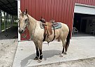 Quarter Horse - Horse for Sale in Omaha, NE 68122 Quarter Horse - Horse for Sale in Omaha, NE 68122