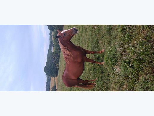 Daughter Of RPM Broodmare