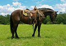 Friesian - Horse for Sale in , TX 75001
