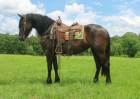 Friesian