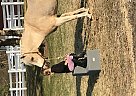 Welsh Pony Gelding for Sale in Avon, Connecticut Welsh Pony Gelding for Sale in Avon, Connecticut