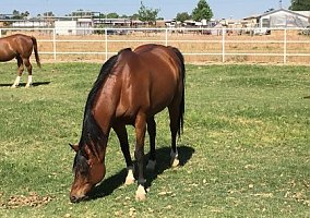 Arabian (Arabian, Stallion) in Buckeye, AZ