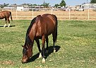 Morrocco - Stallion in Buckeye, AZ
