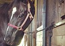 Flashy Thoroughbred Gelding Thoroughbred