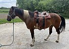 Paint - Horse for Sale in Omaha, NE 68122