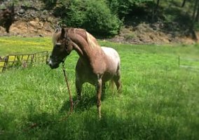 Welsh Pony and Cob (Welsh Pony and Cob, Gelding) in Fort Montgomery, NY