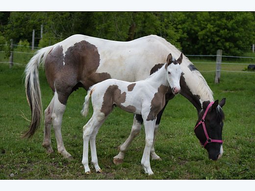 Grulla Tovero Colt