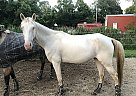 Horse Misty