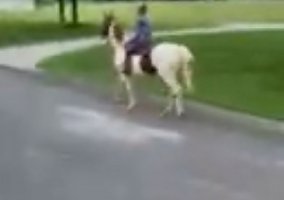Kentucky Mountain Saddle Horse (Kentucky Mountain Saddle Horse, Mare) in Townsend, TN