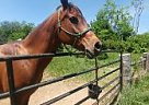 Male Gelding for Sale Arabian Gelding