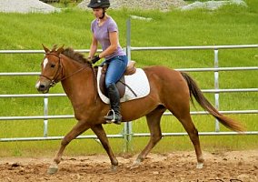Pony (Welsh, POA, Shetland, Connemara) (Pony (Welsh, POA, Shetland, Connemara), Mare) in Shawnee, KS