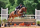 Warmblood - Horse for Sale in Orlando, FL 32825