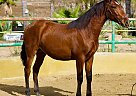 Andalusian - Horse for Sale in Canyon Country, CA 91387