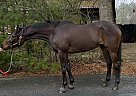 Thoroughbred - Horse for Sale in , TX 75001