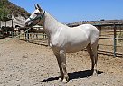 Andalusian - Horse for Sale in Canyon Country, CA 91387