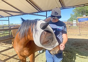 Thoroughbred (Thoroughbred, Mare) in Nampa, ID