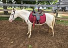 Appaloosa - Horse for Sale in Wedgefield, SC 29168