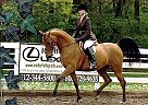Proven Winner Half Arabian Mare
