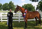 Proven Winner Half Arabian Mare