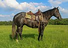 Quarter Horse - Horse for Sale in , TX 75001