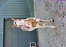 Lady - Mare in Millersburg, OH Lady - Mare in Millersburg, OH