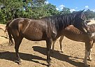 Thoroughbred - Horse for Sale in Wedgefield, SC 29168