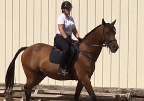 Oldenburg for Sale: Hunter Jumper/Trained In Dressage Finally Mine