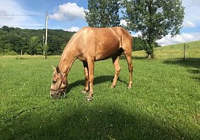 Tennessee Walker Goldie Locks