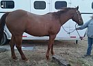 Quarter Horse Gelding for Sale in Lovell, Wyoming Quarter Horse Gelding for Sale in Lovell, Wyoming