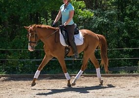 Hanoverian (Hanoverian, 16 yrs) in Miami, FL