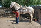 Andalusian - Horse for Sale in Fresno, CA 93740 Andalusian - Horse for Sale in Fresno, CA 93740