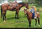 Quarter Horse - Horse for Sale in Greenfield, MO 65661