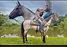 Quarter Horse - Horse for Sale in Willow Springs, MO 64793