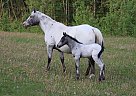 Appaloosa - Horse for Sale in Yellowhead County, AB T7E 3R6 Appaloosa - Horse for Sale in Yellowhead County, AB T7E 3R6