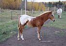 Appaloosa - Horse for Sale in Yellowhead County, AB T7E 3R6 Appaloosa - Horse for Sale in Yellowhead County, AB T7E 3R6