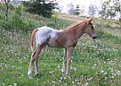 Appaloosa - Horse for Sale in Yellowhead County, AB T7E 3R6 Appaloosa - Horse for Sale in Yellowhead County, AB T7E 3R6