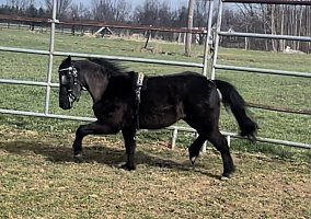 Shetland Pony (Shetland Pony, Gelding) in Rockwall, TX