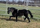 Shetland Pony - Horse for Sale in Rockwall, TX 75032