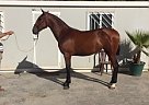 Andalusian / P.R.E Colts and Fil... Andalusian Stallion