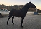 Andalusian / P.R.E Stallions and... Andalusian Stallion