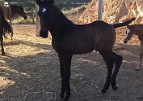 Andalusian / PRE (Andalusian / PRE, Stallion)