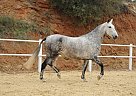 Andalusian - Horse for Sale in Marbella,  29603
